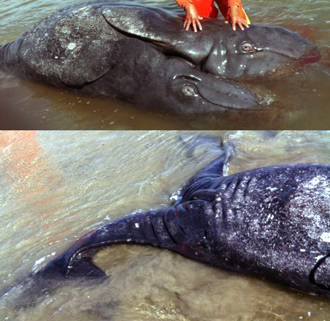 Dead Conjoined Baby Gray Whales found on West Coast of N. America  1 -07-2014 